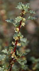 Forsskaolea angustifolia