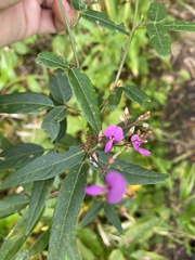 Desmodium