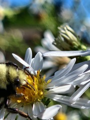 Bombus vosnesenskii