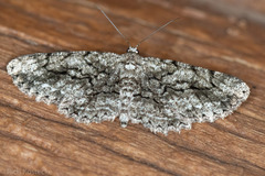 Stenoporpia anastomosaria