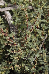 Forsskaolea angustifolia