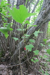 Ribes rubrum