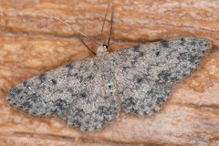 Scopula plantagenaria