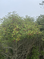 Ilex mucronata