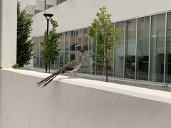 Geococcyx californianus