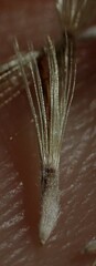 Heterotheca hirsutissima