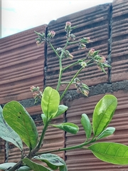 Anacardium occidentale