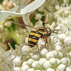 Syrphini