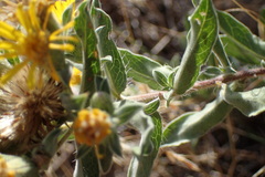 Heterotheca hirsutissima