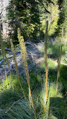 Xerophyllum tenax