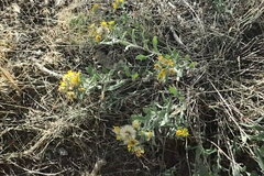 Heterotheca hirsutissima