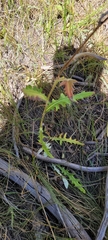 Lactuca serriola