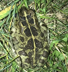 Sclerophrys pantherina
