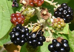 Vespula vulgaris