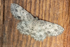 Scopula plantagenaria