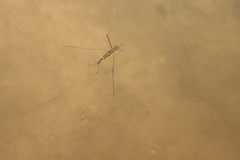 Gerromorpha