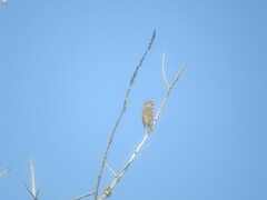 Carpodacus erythrinus