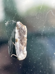 Ponometia erastrioides