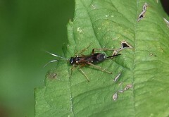 Ischnus inquisitorius