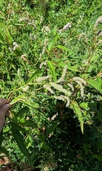 Persicaria lapathifolia
