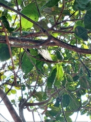 Anacardium occidentale