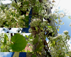 Mikania cordifolia