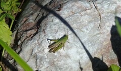 Omocestus viridulus