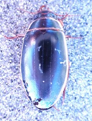 Dytiscus cordieri
