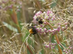 Bombus pascuorum