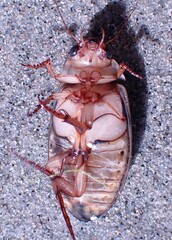 Dytiscus cordieri