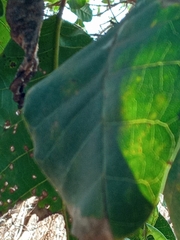 Anacardium occidentale