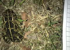Sclerophrys pantherina