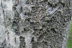 Rinodina