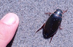 Dytiscus cordieri