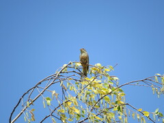 Emberiza hortulana