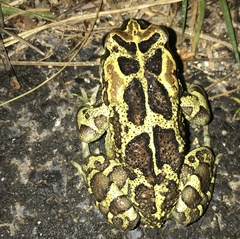 Sclerophrys pantherina