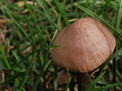 Panaeolus