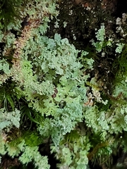 Cladonia squamosa