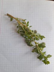 Amaranthus albus