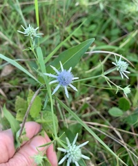 Eryngium integrifolium