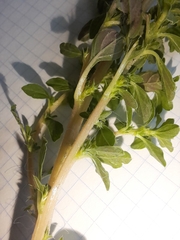 Amaranthus albus
