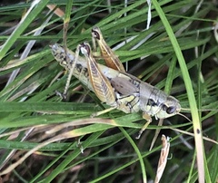 Melanoplinae