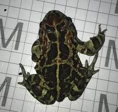 Sclerophrys pantherina