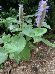 Agastache