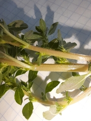 Amaranthus albus