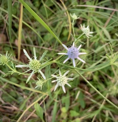 Eryngium integrifolium