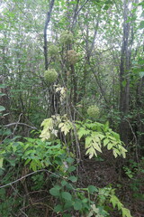 Heracleum dissectum