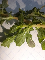 Amaranthus albus