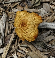 Gymnopilus luteofolius