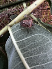 Euschistus variolarius